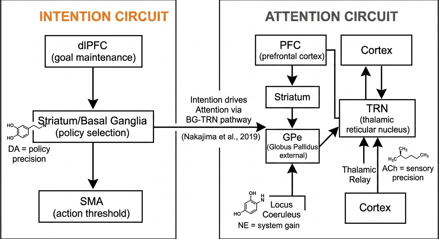 Neural Circuit Diagram
